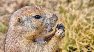 Prairie Dog