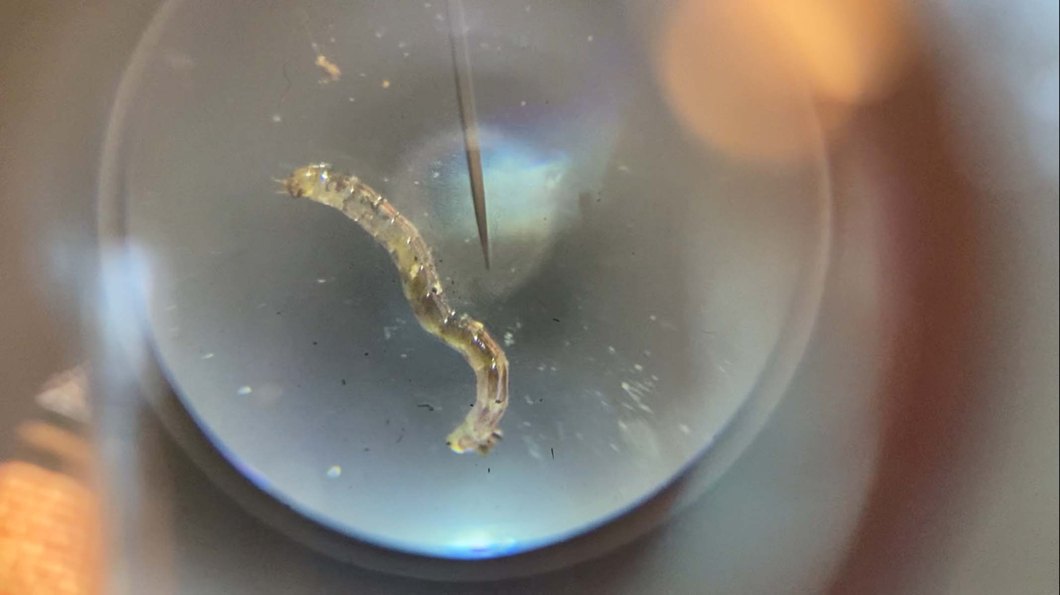 microscopic worm under a microscope