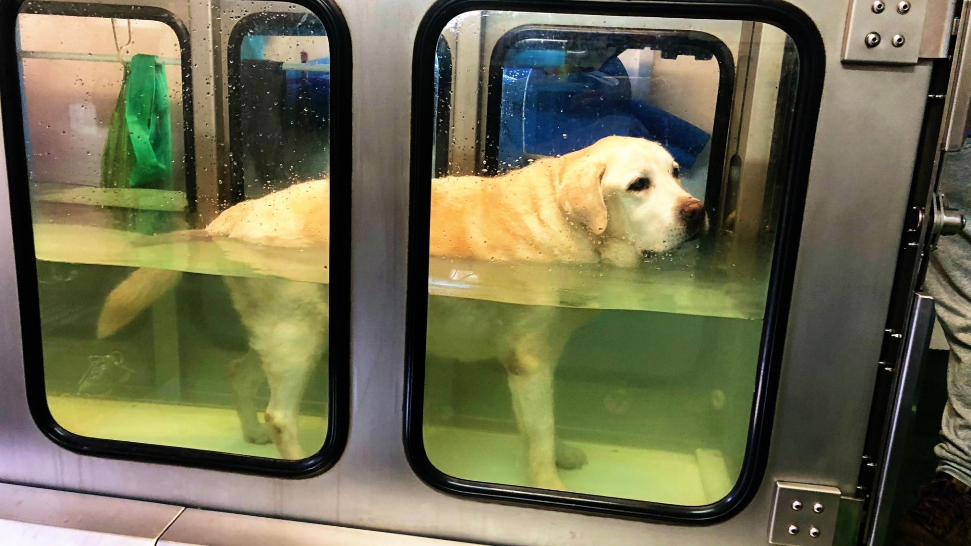 A Labrador dog submerged in water during a hydrotherapy session