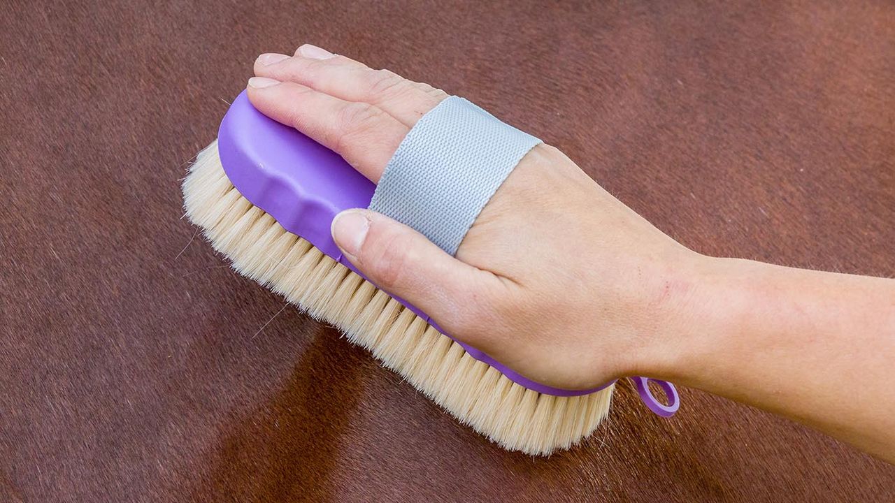 Shires Ezi-Groom Contour goat hair body brush review