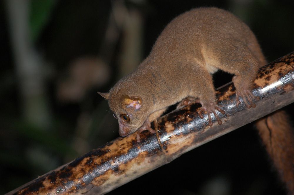 Young lemur in tree