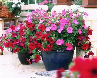 Red and pink potted petunias illustrating balcony garden ideas.