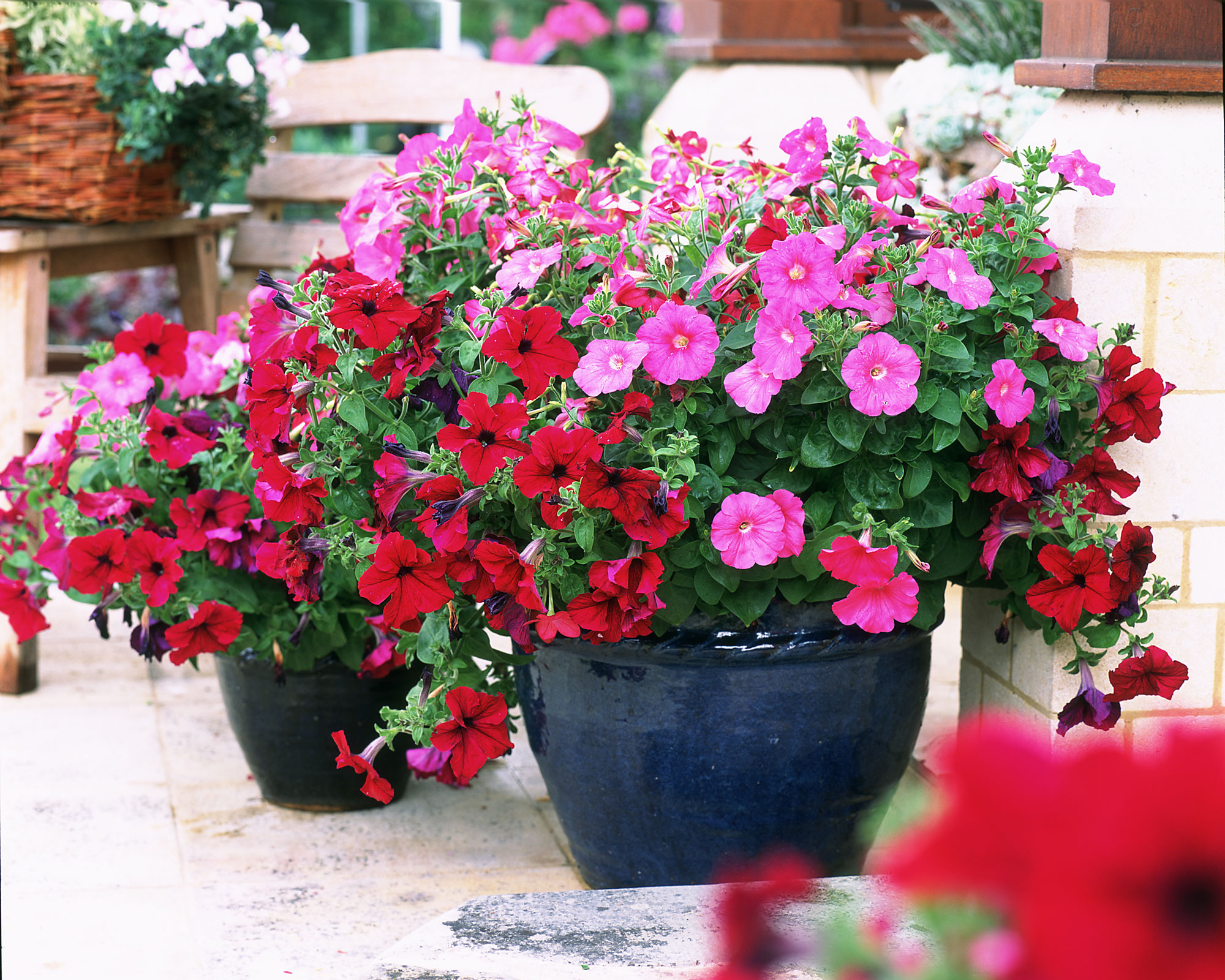 Red and pink potted petunias illustrating balcony garden ideas.