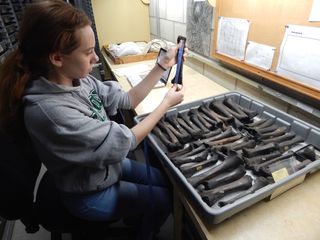 Graduate student Katherine Long measures juvenile saber-toothed cat bones that researchers recovered from the La Brea Tar Pits.