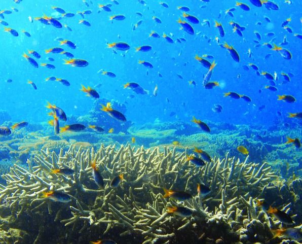 George Roff Corals Coral Reefs - News and Scientific Articles on Live Science | Live Science