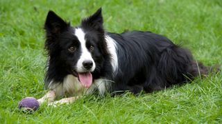 Border Collie with ball on the grass