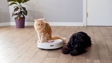 A ginger cat sits on top of a robot vacuum cleaner next to a brown dog
