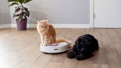 A ginger cat sits on top of a robot vacuum cleaner next to a brown dog