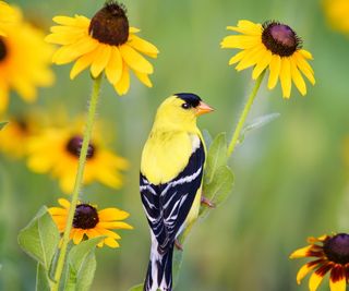 American goldfinch sitting atop rudbeckia flowers in a meadow