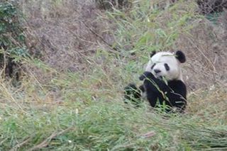 Because bamboo has little nutritional value, pandas spend much of the day eating in order to sustain themselves.