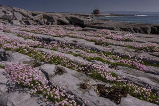 wild flowers bob gibbons