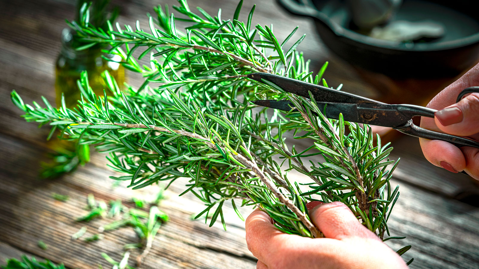 taking rosemary cuttings with garden scissors