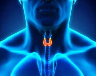 Thyroid gland