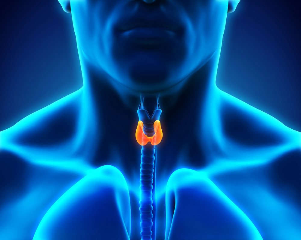 Mal De Gorge Persistant Et Thyroide Thyroid Gland: Facts, Function & Diseases | Live Science