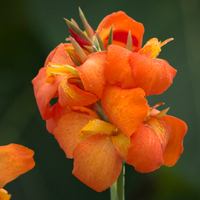 Browse canna plants, £14.99 at Primrose