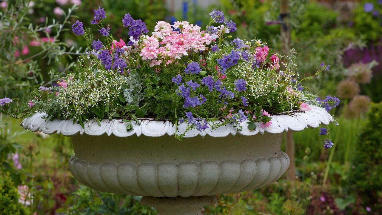 Thriller, spiller, filler – a garden container with flowers