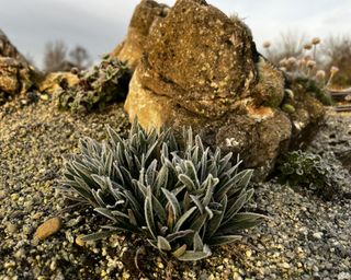 sisyrinchium planted in a dry rock garden