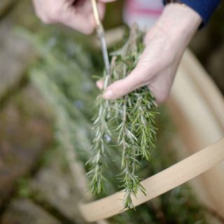 Rosemary bunch being cut