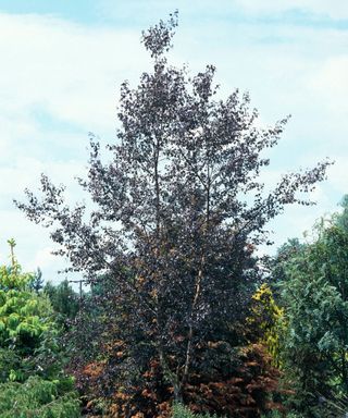 Betula pendula - `Purpurea'