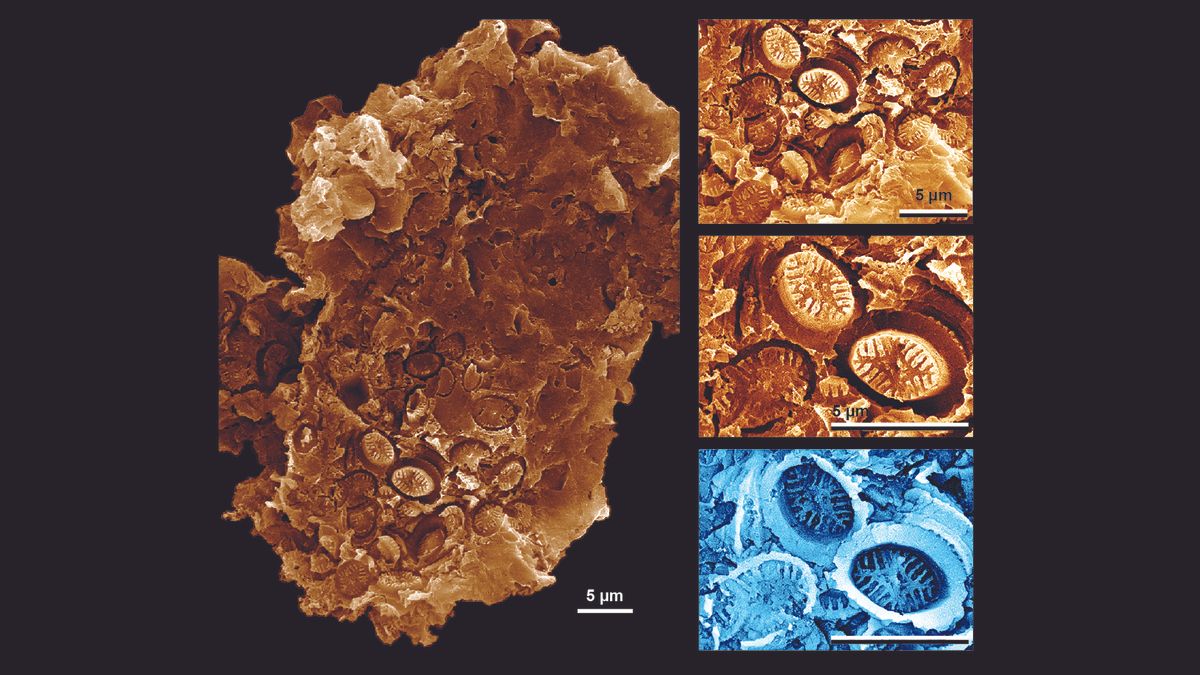 'Ghost' fossils preserve haunting record of ancient life on a hellish Earth - Livescience.com