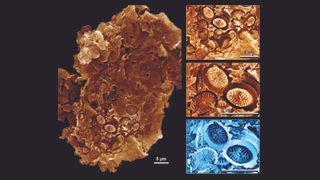 The images show the impressions of a collapsed cell-wall covering (a coccosphere) on the surface of a fragment of ancient organic matter (left) with the individual plates (coccoliths) enlarged to show the exquisite preservation of sub-micron-scale structures (right). The blue image is inverted to give a virtual fossil cast, (i.e., to show the original three-dimensional form). The original plates have been removed from the sediment by dissolution, leaving behind only the ghost imprints.