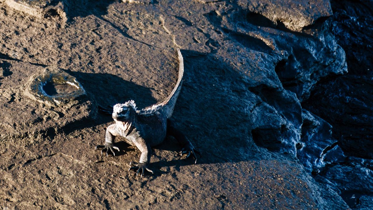 Galapagos Islands cruise on Santa Cruz II