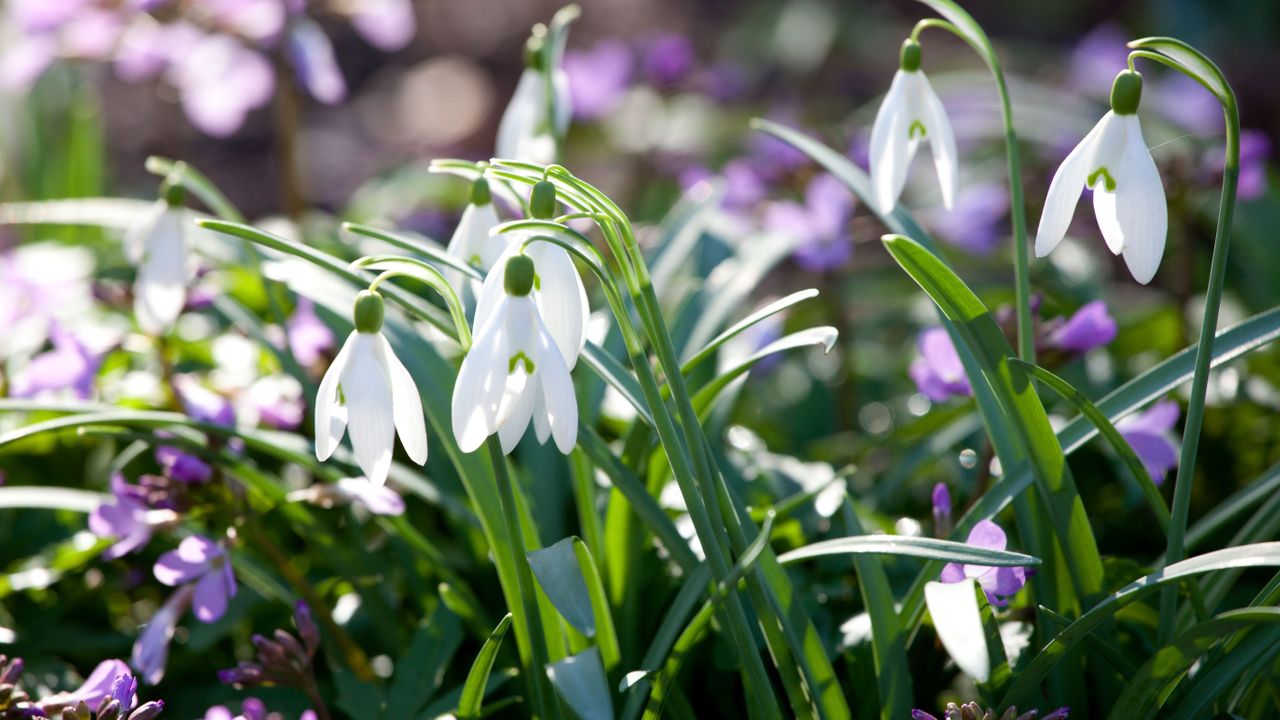 how to plant snowdrops in a garden