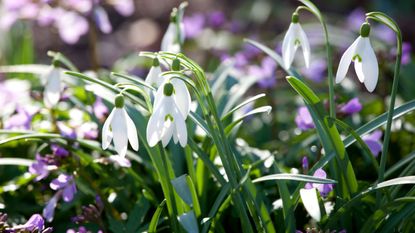 how to plant snowdrops in a garden