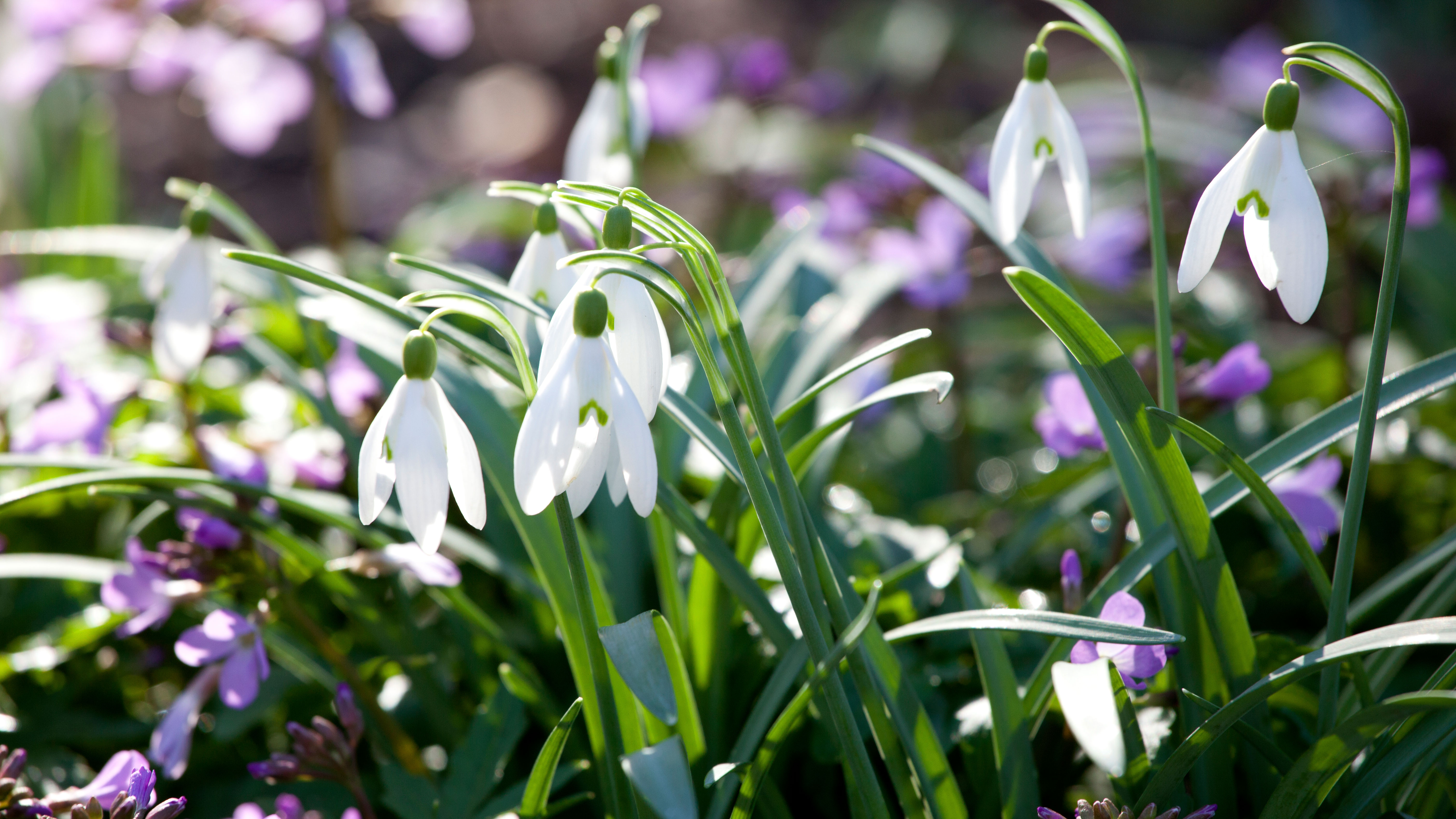 How to plant snowdrops  