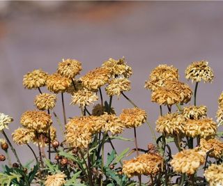 Deadheading chrysanthemums