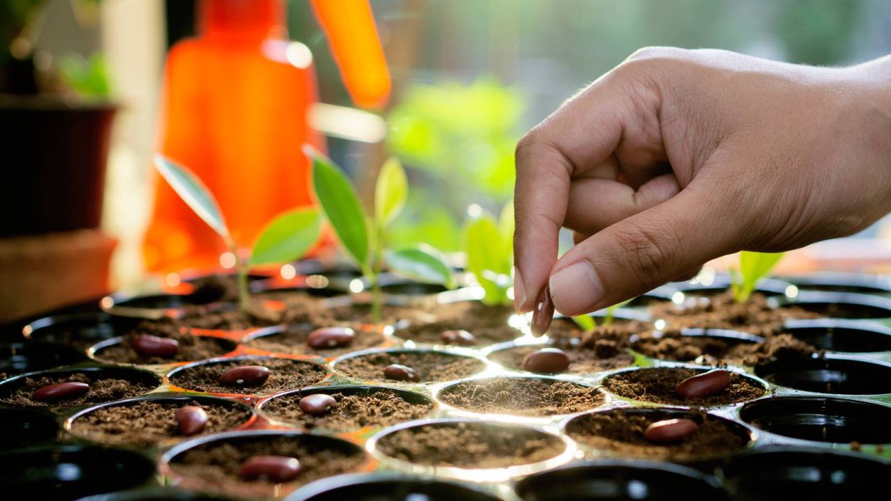 Hand plants seed into seed pots