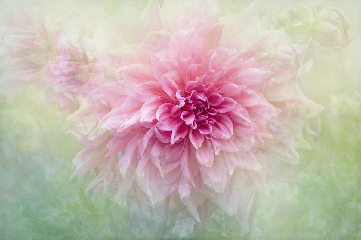 Show off your photographic flower power | Digital Camera World