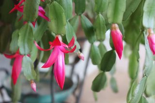 Christmas cactus with beautiful pink flowers