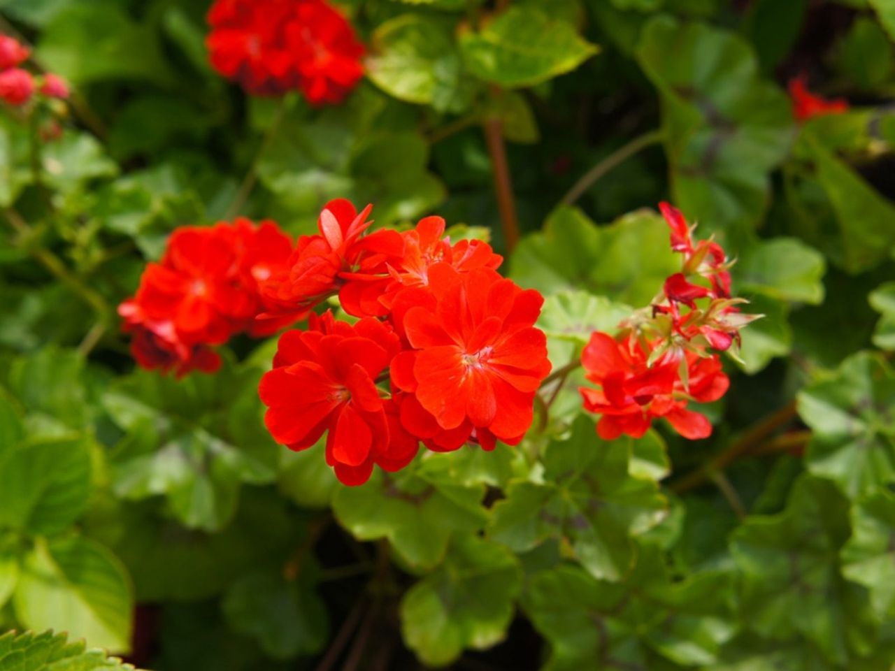 Red Brocade Leaf Geraniums