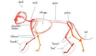 How to draw a dog: skeleton