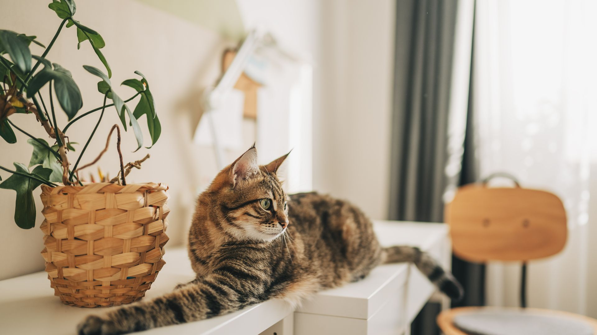 American shorthair sitting on a desk