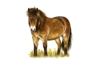 Native horse breeds of Britain