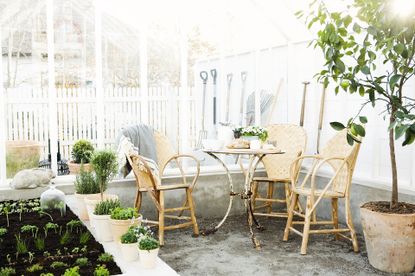 lemon trees in conservatory