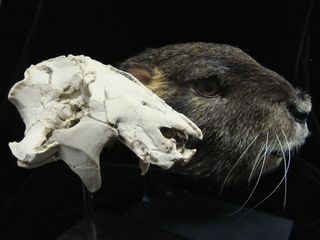 A cast of the Vintana sertichi skull next to a life-size reconstruction of the mammal.