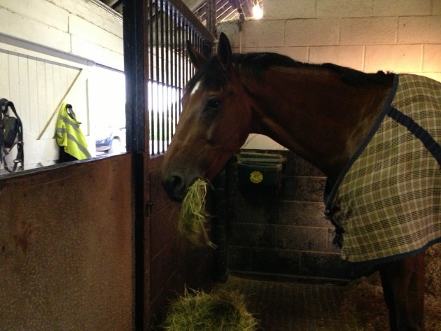 Hilly tucking into some hay