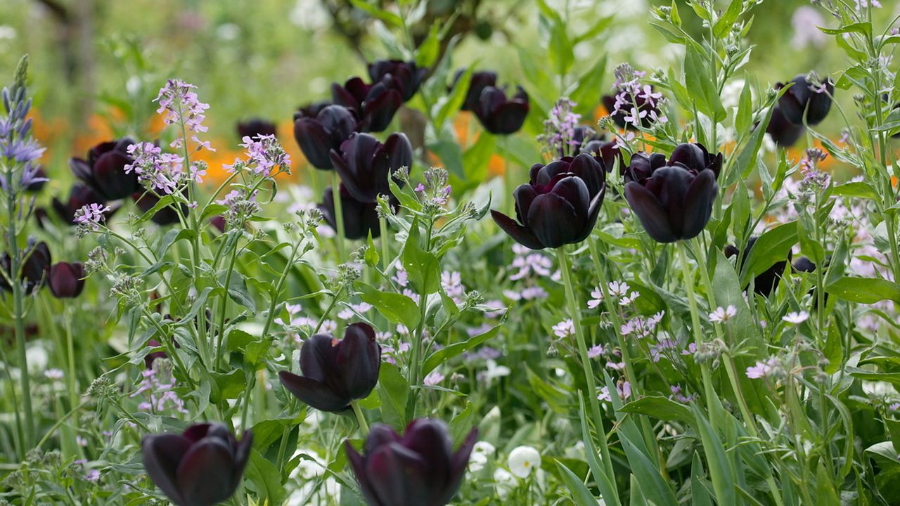 The best black plants