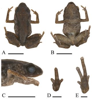 Pictures of Paedophryne dekot, a new species in the genus Paedophryne, the world's tiniest frog.