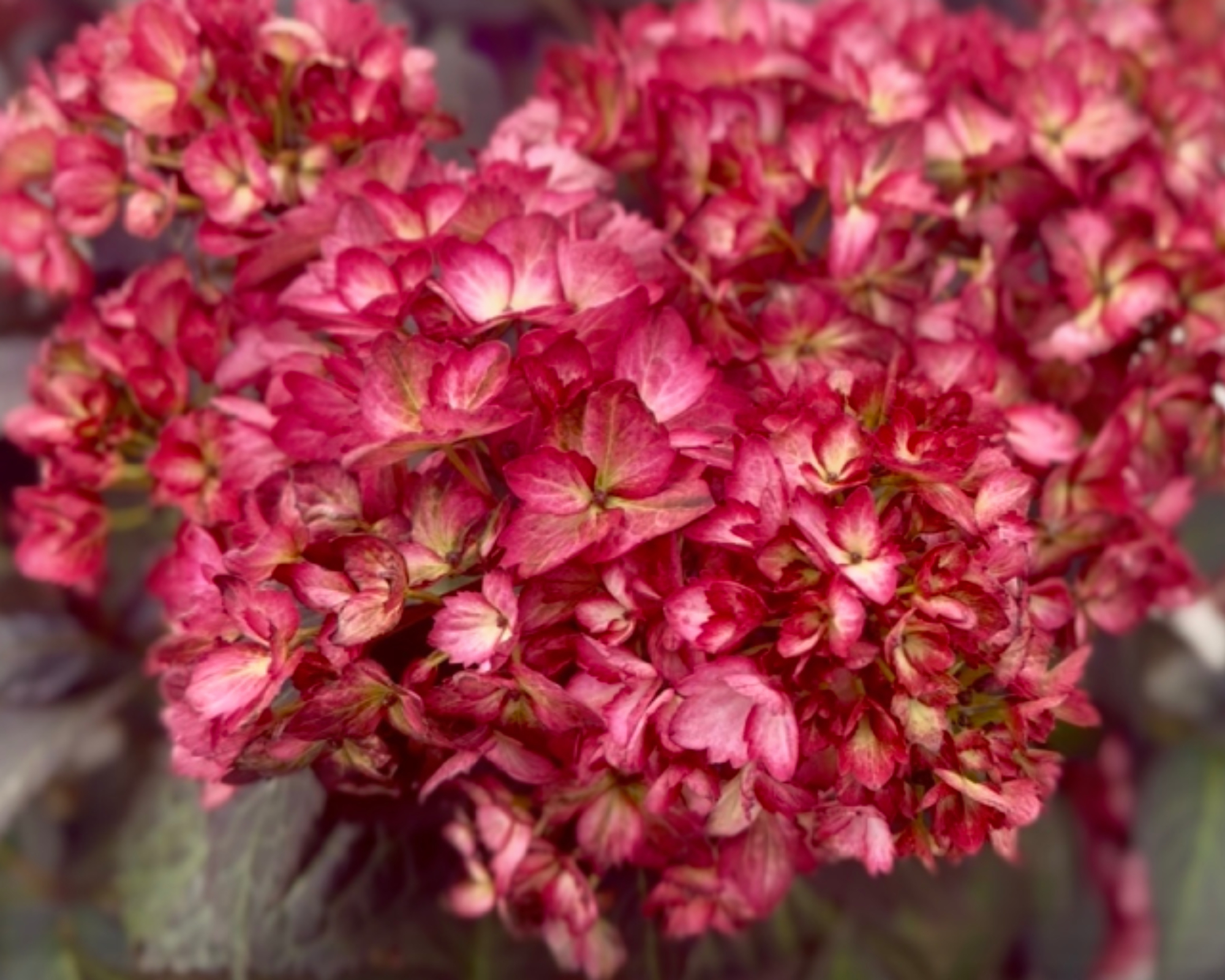 Closeup of Eclipse hydrangea flowers