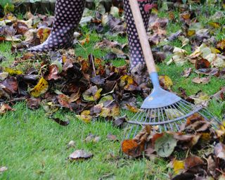 raking leaves on lawn