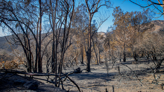 Palisades fire aftermath