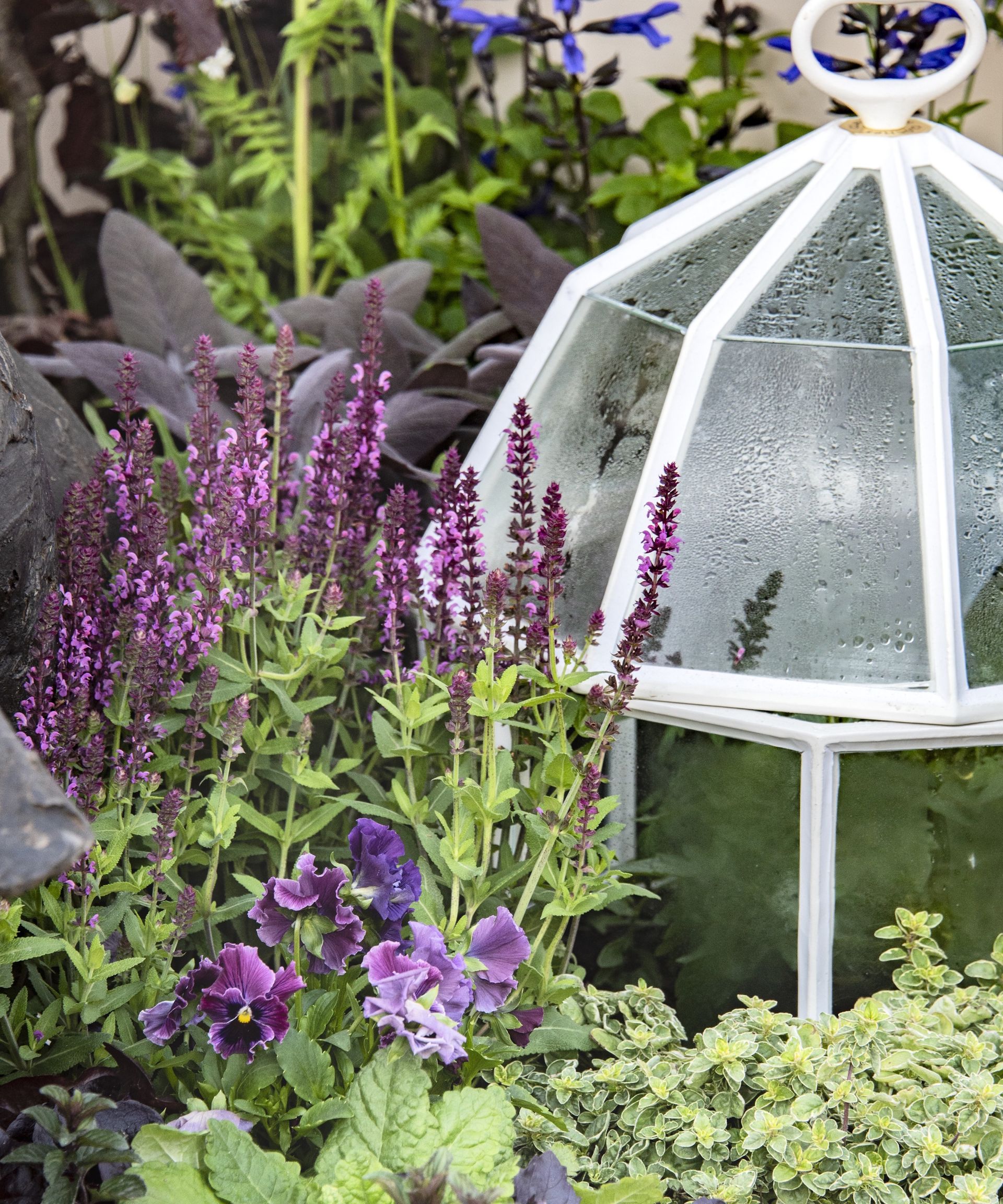 How to grow salvia in pots: for long-lasting summer flowers | Homes and