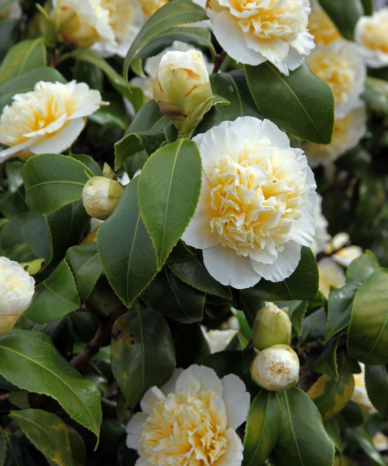 How and when to fertilize camellias according to the experts