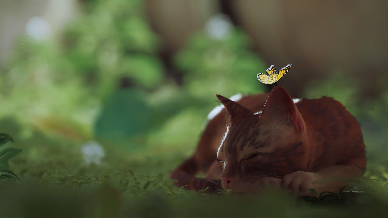 Cat sleeps with butterfly on head in Stray