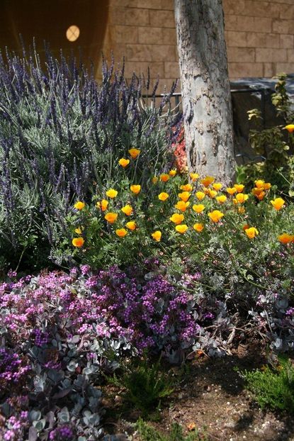 Colorful Flowers In A Garden