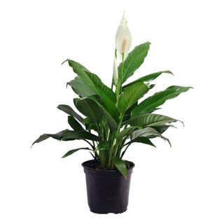 A green peace lily with a white flower, in a black plant pot